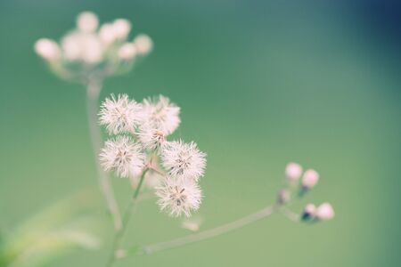 Close-up of Dill flower umbels in autumn の写真素材