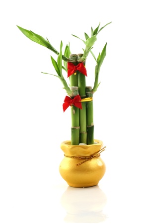 bamboo isolated in white backgroundの写真素材