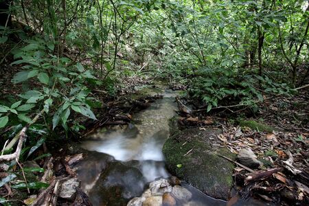 waterfall with tree 