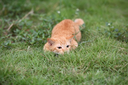 cat in grass backgroundの写真素材