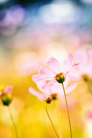 pink cosmos flower