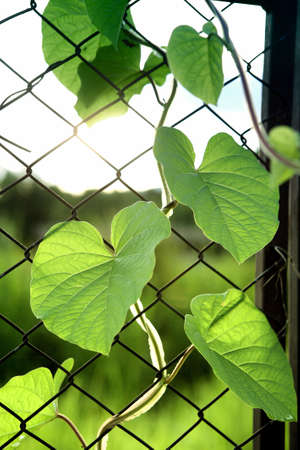 leaf on railingの写真素材