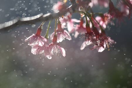Cherry blossom , pink sakura flower with water dropの写真素材