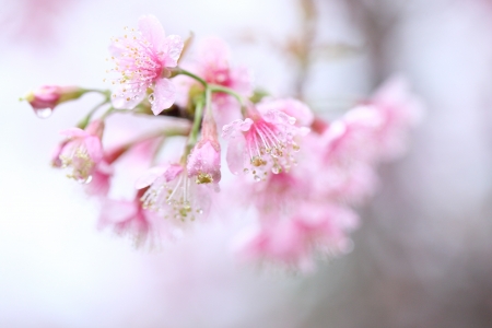 Cherry blossom , pink sakura flower の写真素材