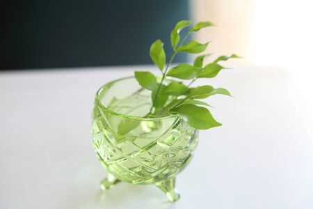 Green leaf の写真素材