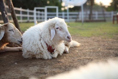 sheep in fieldの写真素材