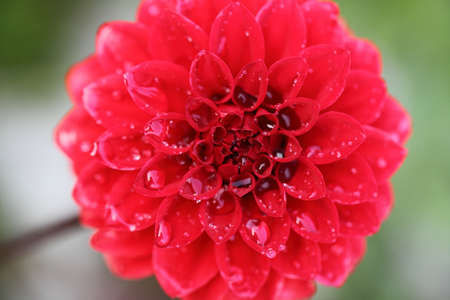 Red flower in Springの写真素材