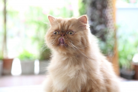 persian catの写真素材