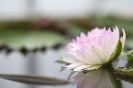Beautiful lotus flower on waterの写真素材