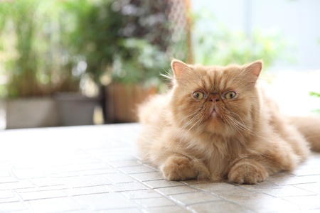 persian catの写真素材