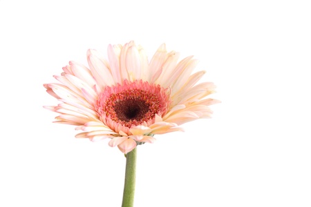 pink flower of gerbera isolated on white backgroundの写真素材