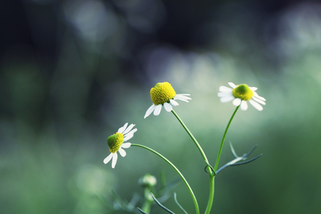 small flowerの写真素材