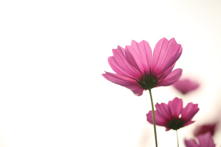 Pink cosmosの写真素材