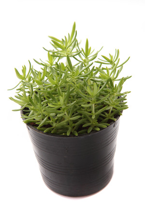 Home plant in flowerpot の写真素材