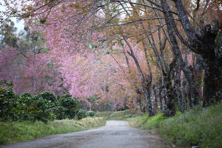 footpath with cherry blossom flowerの写真素材