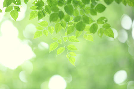 leaves backgroundの写真素材
