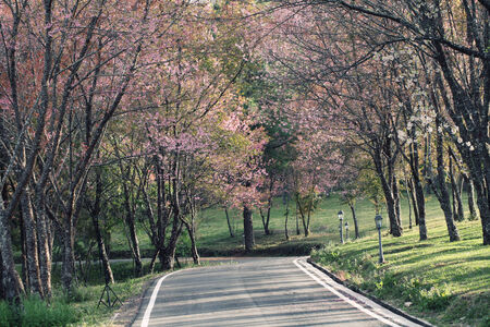 sakura cherry blossom flowersの写真素材