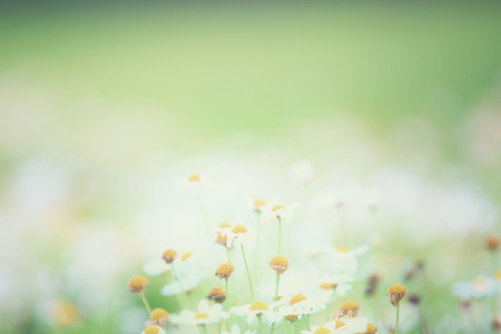 Little white flowerの写真素材