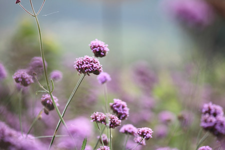 Close-up of pnk flower in autumnの写真素材