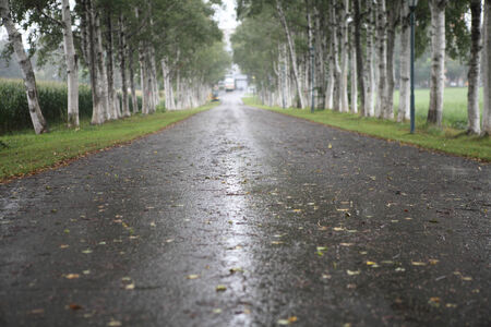 Tree lined country roadの写真素材