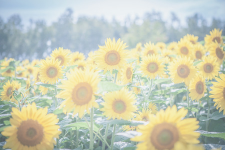 yellow sunflowersの写真素材