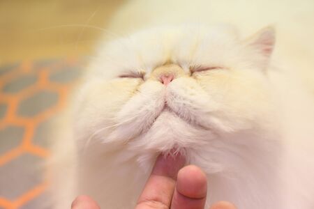 persian catの写真素材