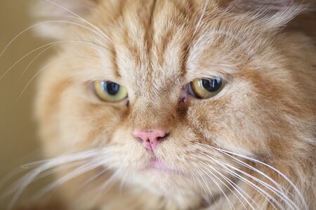 persian catの写真素材