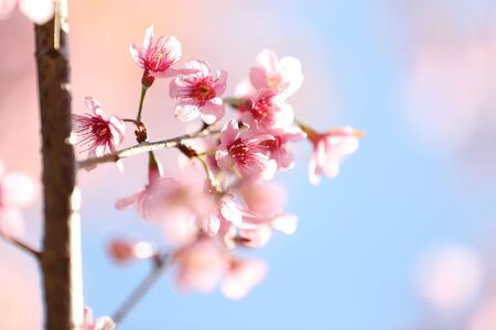 sakura cherry blossom flowersの写真素材