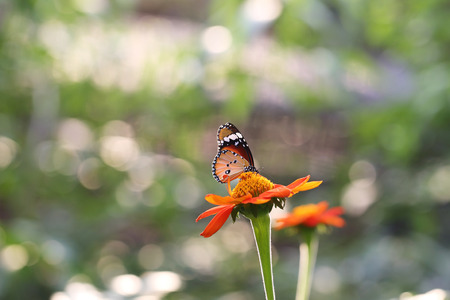 Butterfly fly in morning natureの写真素材