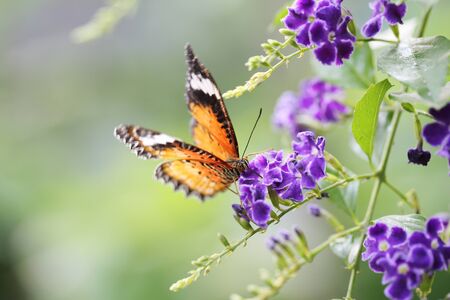 Butterfly fly in morning natureの写真素材
