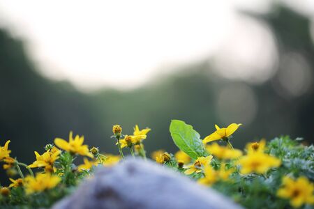 Closeup yellow flowers in Springの写真素材