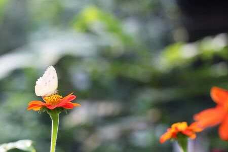 Butterfly fly in morning natureの写真素材