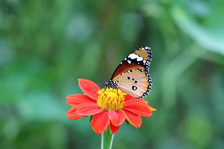 Butterfly fly in morning nature