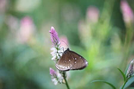 Butterfly fly in morning natureの写真素材