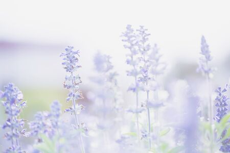 lavender flower