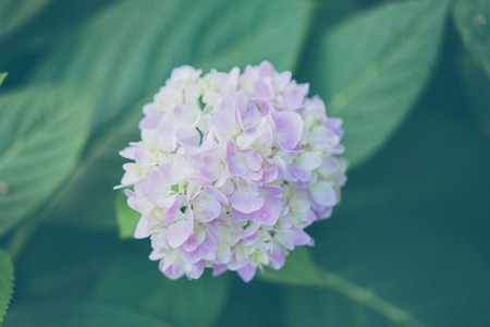 hydrangea flowerの写真素材