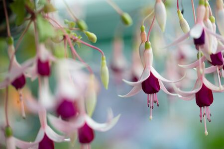 Spring pink flower