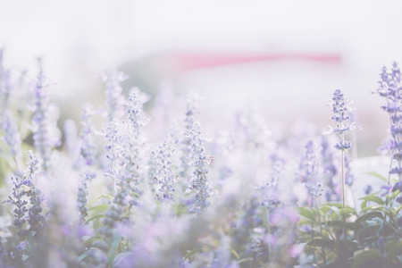 lavender flowerの写真素材