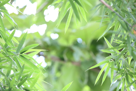 banboo and bokeh backgroundの写真素材