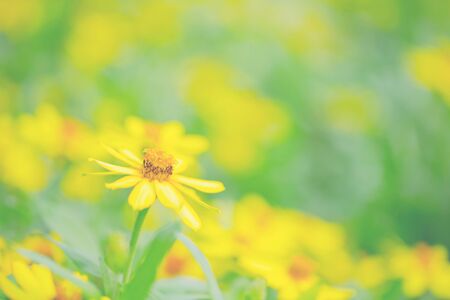 Closeup yellow flowers