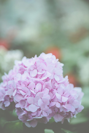 hydrangea flowerの写真素材