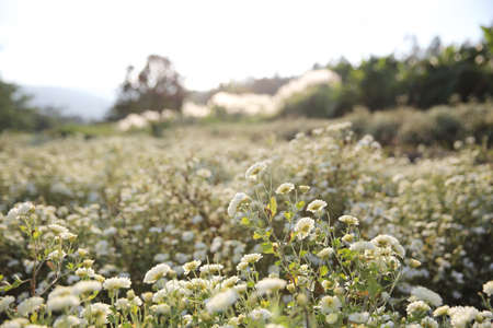 Little white flower in garden