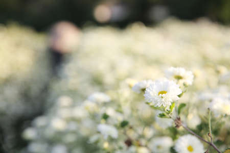 Little white flower in gardenの写真素材
