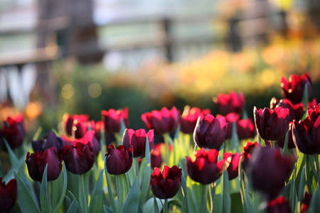 Tulip flowers