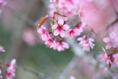 Cherry blossom , pink sakura flower