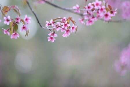 Cherry blossom , pink sakura flower