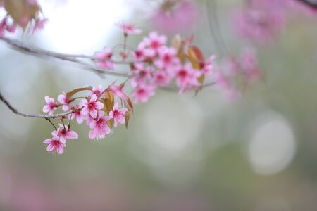 Cherry blossom , pink sakura flowerの写真素材