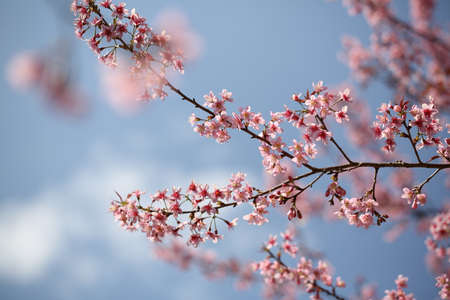 spring sakura pink flower in close up