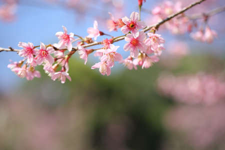 spring sakura pink flower in close up
