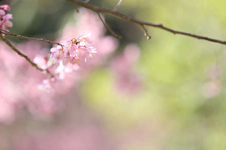 spring sakura pink flower in close up